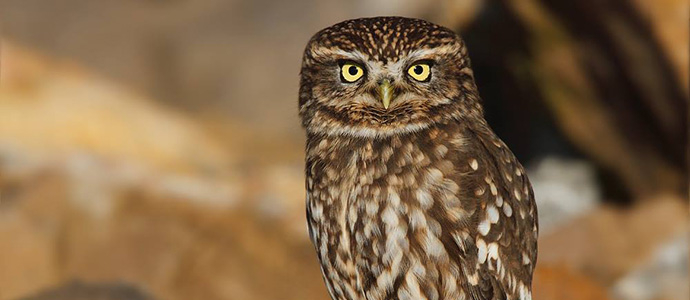 De hobby, campen de fotografa