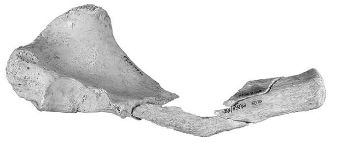 El hueso de foca monje de la cueva de La Fragua, pieza del mes del MUPAC