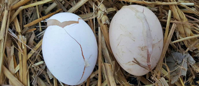 Los huevos se congelan en Valderredible