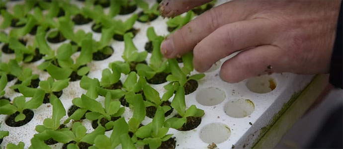 Industria y Aguayo estudian medidas de eficiencia energtica para la empresa de cultivo hidropnico