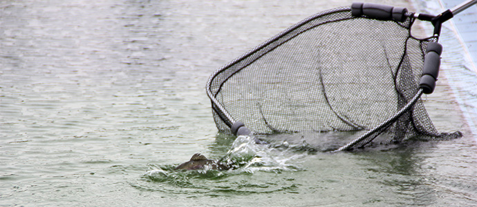 Iniciacin a la pesca