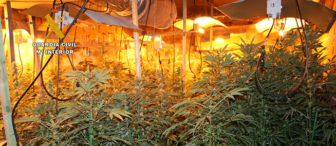 Intervenidas ms de 1.000 plantas de marihuana en una nueva plantacin 'indoor'