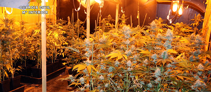 Intervenidas ms de 1.000 plantas de marihuana en una nueva plantacin 'indoor'