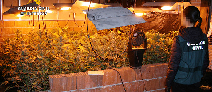 Intervenidas ms de 1.000 plantas de marihuana en una nueva plantacin 'indoor'