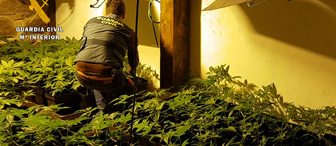 Intervenidas ms de 1.000 plantas de marihuana en una nueva plantacin 'indoor'