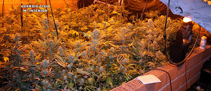 Intervenidas ms de 1.000 plantas de marihuana en una nueva plantacin 'indoor'