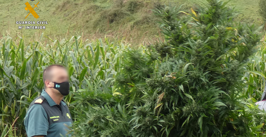 Intervenidas ms de 800 plantas de marihuana en una finca en la que se declaraba el cultivo de camo