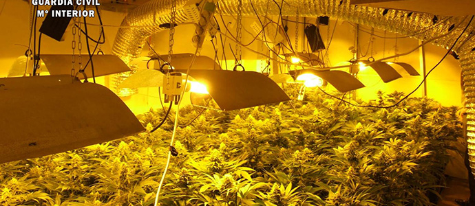 Intervenido medio millar de plantas de marihuana en una nueva plantacin 'indoor'