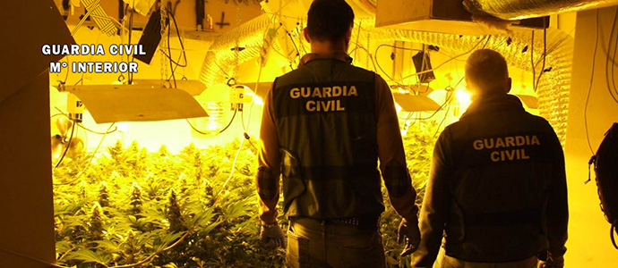 Intervenido medio millar de plantas de marihuana en una nueva plantacin 'indoor'