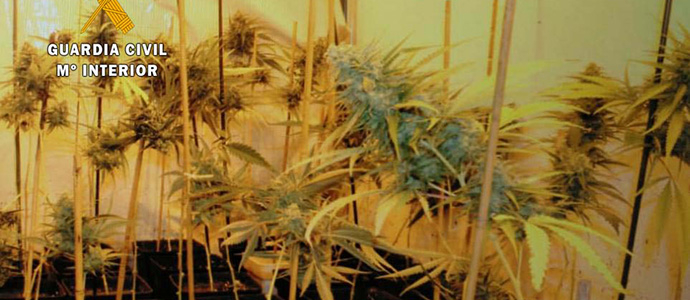 Intervenido medio millar de plantas de marihuana en una plantacin indoor