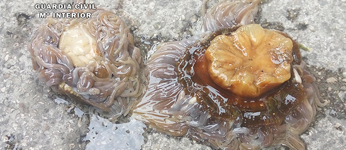 Intervenidos a un mariscador 150 kilos de an�monas extra�das en la Magdalena