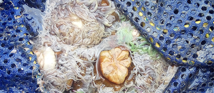 Intervenidos a un mariscador 150 kilos de an�monas extra�das en la Magdalena