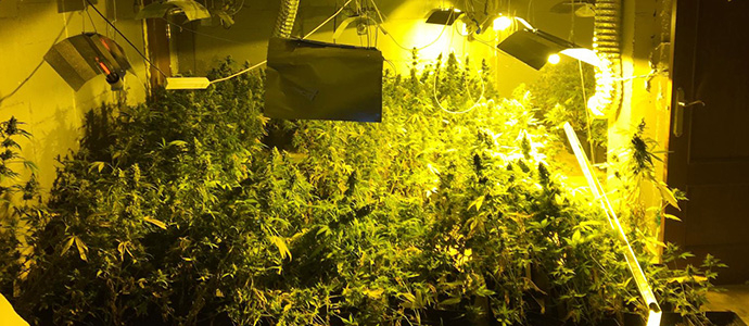 Intervenidos ms de 35 kilos de marihuana en una plantacin indoor