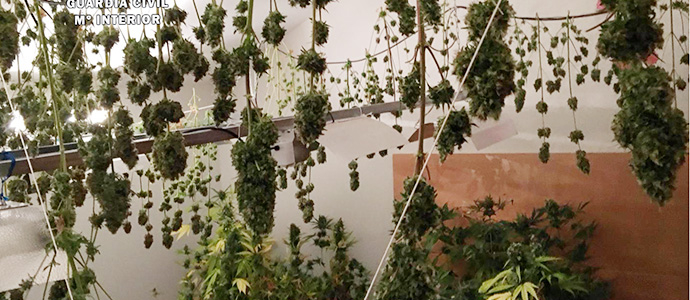 Intervenidos ms de 35 kilos de marihuana en una plantacin indoor