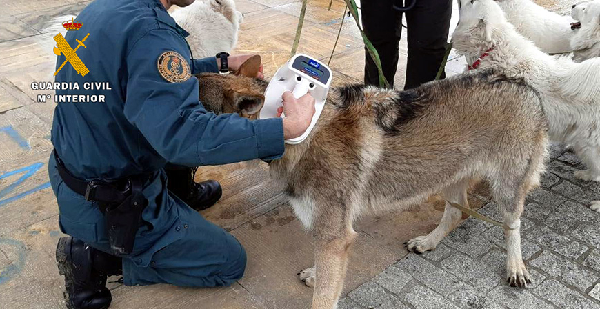 Investigada por un presunto delito de intrusismo profesional, al ejercer como veterinaria sin tener la titulacin 