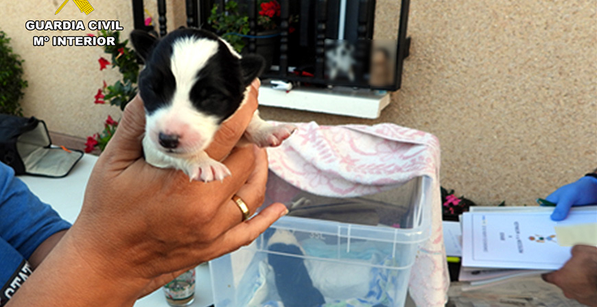 Un investigado por el abandono de cuatro cachorros en un contenedor de basura 