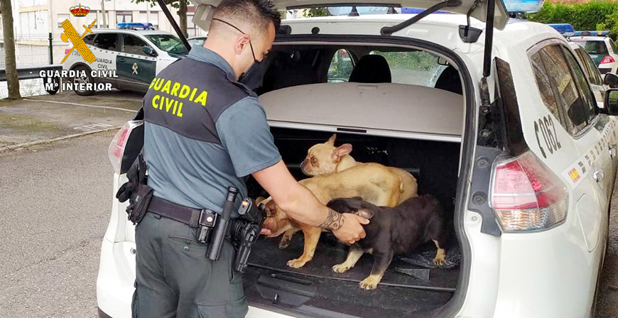 Investigado como presunto autor del robo de 12 perros valorados en unos 21.000 euros