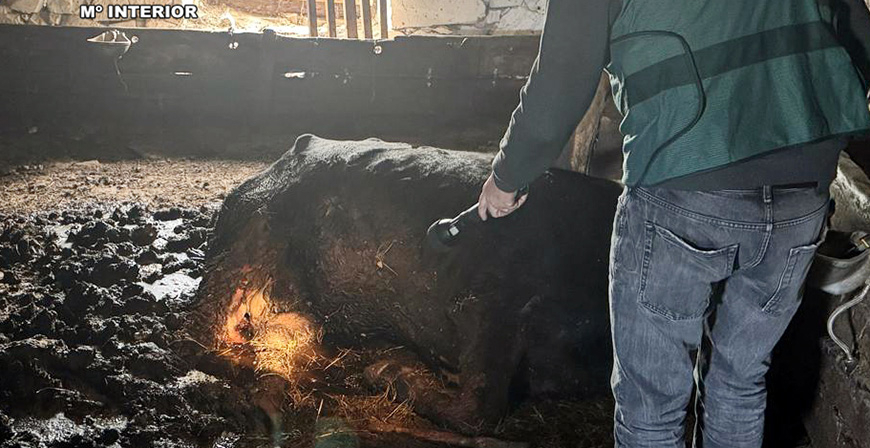 Investigado un ganadero por un supuesto delito de maltrato animal, al no haber prestado cuidados a una vaca y un ternero muertos en su cuadra