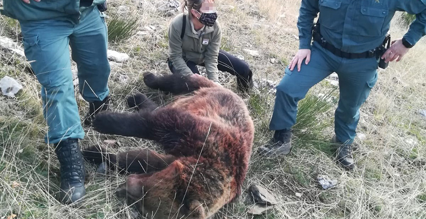 Un investigado por la muerte de una osa durante una cacera en Fuentes Carrionas