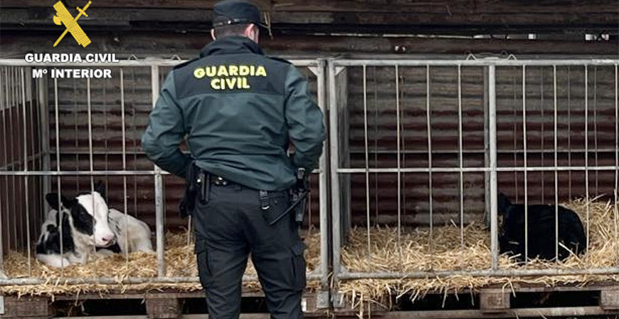 Investigado el presunto autor de un doble delito por sustraer un ternero y 50 kilos de cableado de cobre