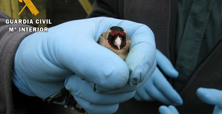 Investigado por utilizar medios ilegales para capturar aves