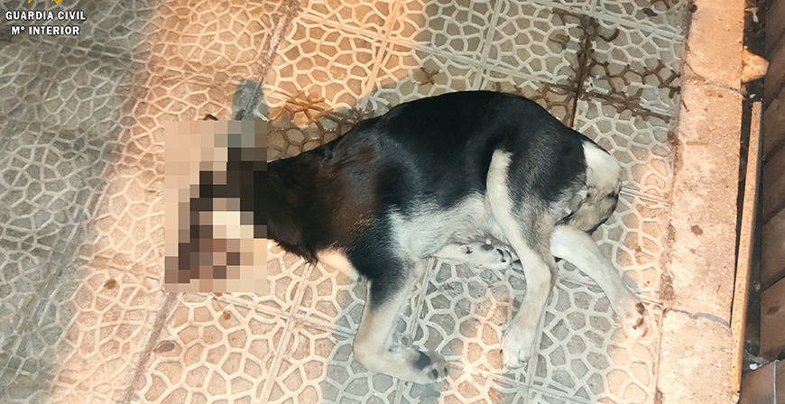 Investigado un vecino de Aguilar de Campoo por golpear a un perro hasta matarlo