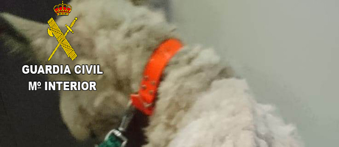 Investigan a un hombre por un presunto delito de maltrato animal al tener un perro en estado de desnutricin
