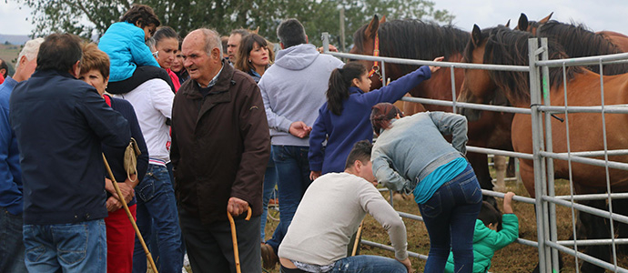 Jornada ganadera en Campoo de Yuso