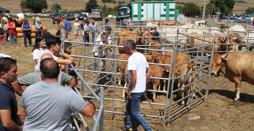Jornada ganadera en Campoo de Yuso