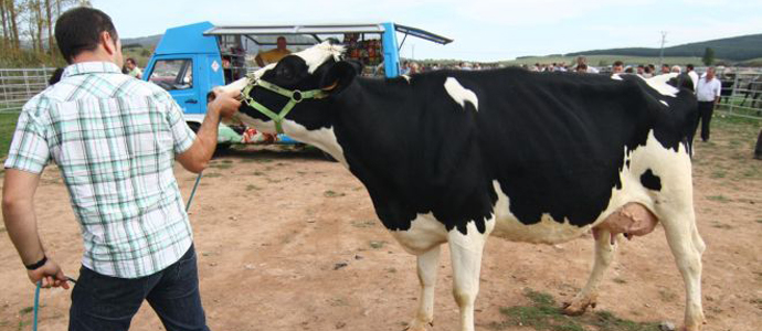 La leche de Cantabria iguala la calidad de la holandesa y francesa