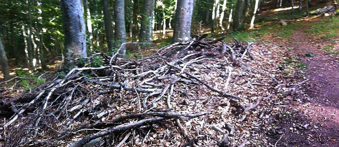 La lea abandonada se acumula en los bosques campurrianos