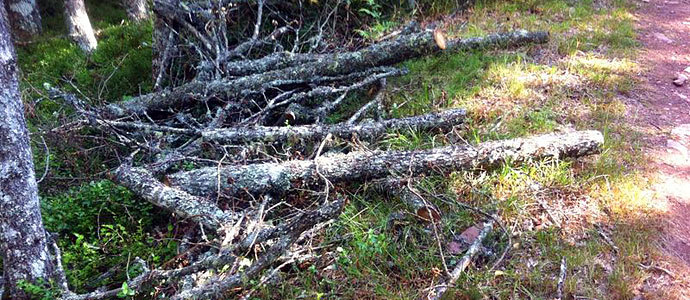 La lea abandonada se acumula en los bosques campurrianos