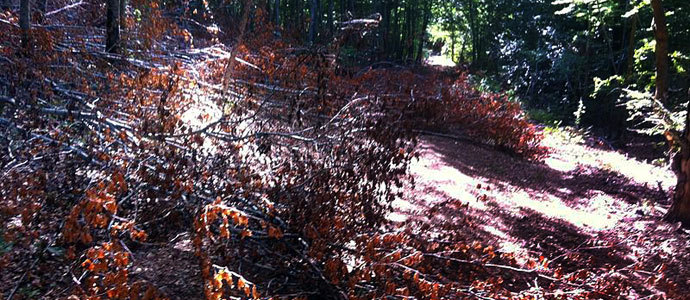 La lea abandonada se acumula en los bosques campurrianos