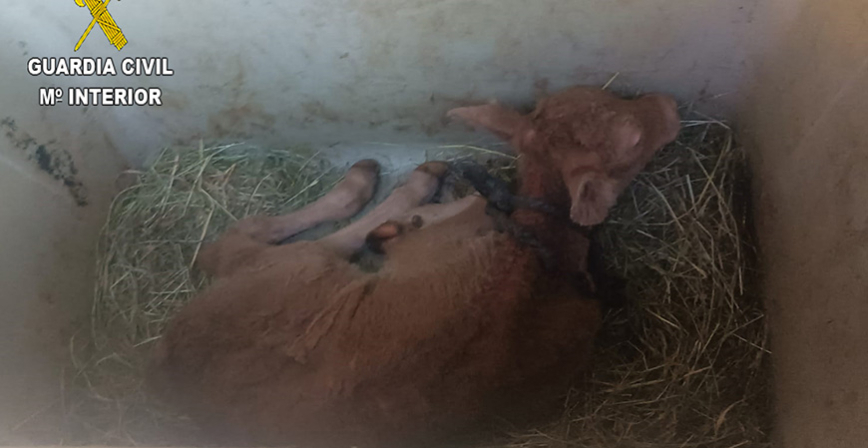 Liberados 26 animales hacinados en cajas y cubos en la finca de una pareja de Solares
