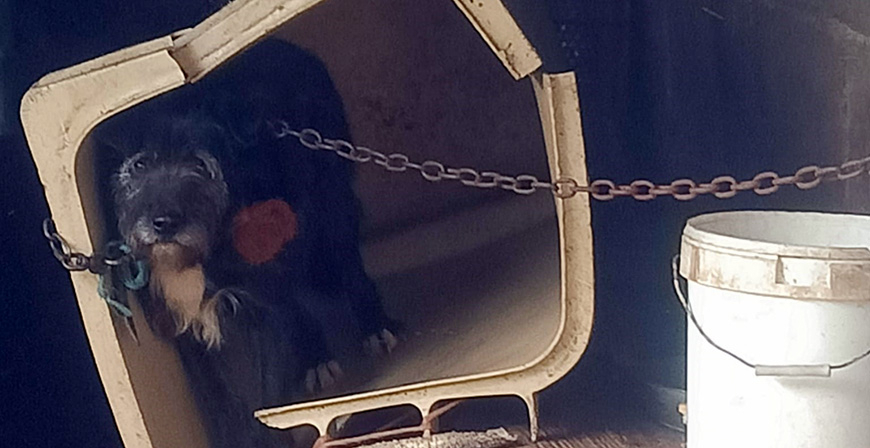 Liberados 26 animales hacinados en cajas y cubos en la finca de una pareja de Solares