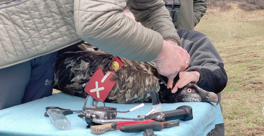 Liberan en Cantabria al quebrantahuesos 'Aquiln' tras recuperarse de la amputacin sufrida en una de sus extremidades