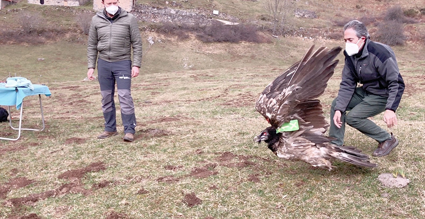 Liberan en Cantabria al quebrantahuesos 'Aquiln' tras recuperarse de la amputacin sufrida en una de sus extremidades