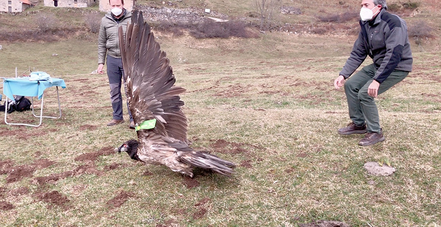Liberan en Cantabria al quebrantahuesos 'Aquiln' tras recuperarse de la amputacin sufrida en una de sus extremidades