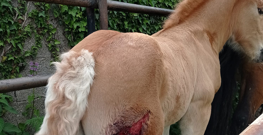 El lobo, cada vez ms cerca de las casas en Rioseco