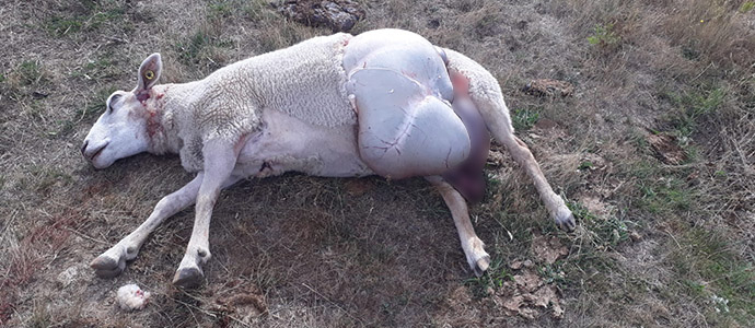 El lobo acaba con diez ovejas de un ganadero de Mata de Hoz