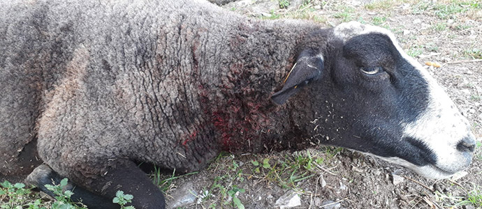 El lobo acaba con diez ovejas de un ganadero de Mata de Hoz