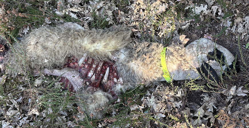 El lobo mata a dos corderos en una finca cercana al n�cleo valluco de Rocamundo