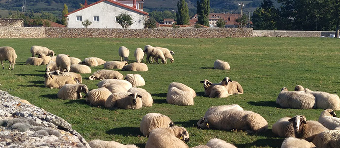 El lobo mata a una oveja en Nestares