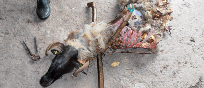 Los lobos matan a cuatro ovejas en Valdeprado del Ro