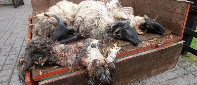 Los lobos matan a cuatro ovejas en Valdeprado del Ro
