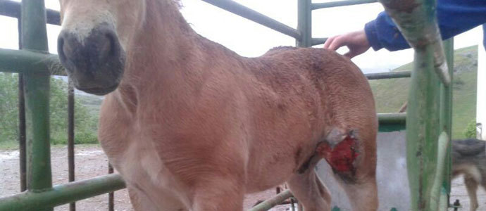 Los lobos se ceban con los caballos campurrianos