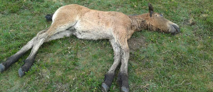 Los lobos se ceban con los caballos campurrianos