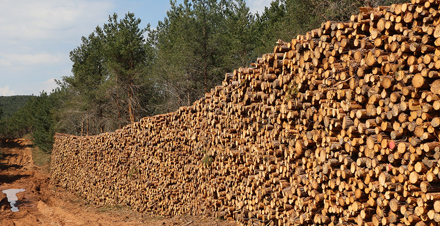 La localidad de Valdeprado del Ro subasta 4.000 metros cbicos de pino silvestre