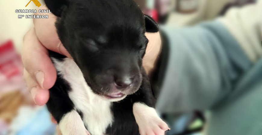 Localizado el presunto autor de arrojar ocho cachorros de perro a un contenedor de basura