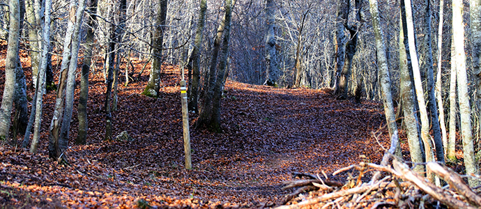 Hayedo de La Mina, ltima ruta de la temporada de Naturea en Campoo
